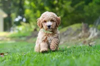 Bryce, a male Miniature Goldendoodle for sale in Apple Creek, OH – 1 of 3