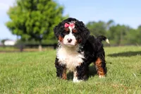 Pistachio, a female Miniature Bernedoodle for sale in Apple Creek, OH – 6 of 6
