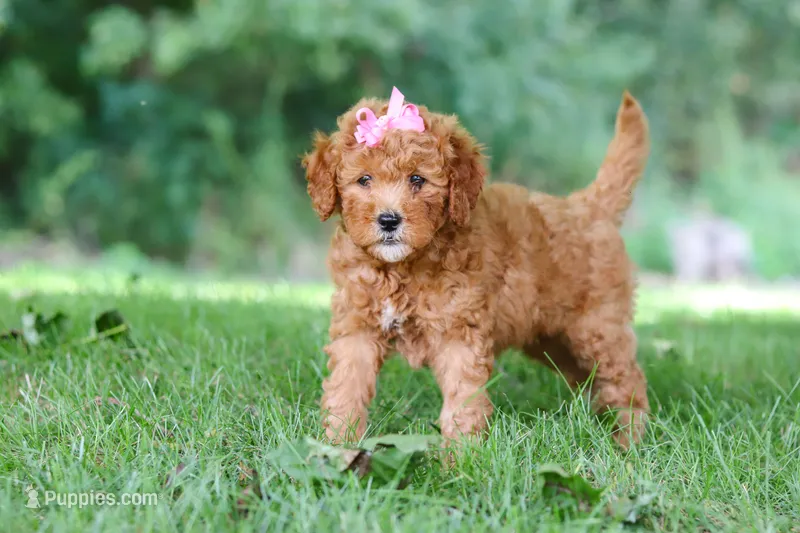 Aspen – Miniature Goldendoodle puppy for sale in Apple Creek, OH