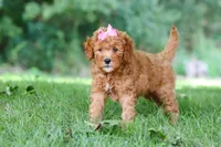 Aspen, a female Miniature Goldendoodle for sale in Apple Creek, OH – 2 of 3