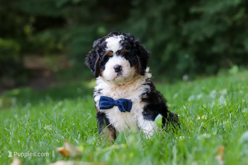 Graham – Miniature Bernedoodle puppy for sale in Apple Creek, OH