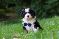 Graham, a male Miniature Bernedoodle for sale in Apple Creek, OH – 1 of 8