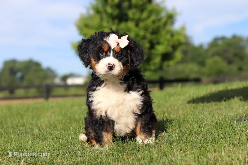 Waffle – Miniature Bernedoodle puppy for sale in Apple Creek, OH