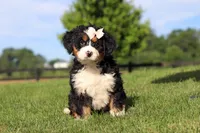Waffle, a female Miniature Bernedoodle for sale in Apple Creek, OH – 1 of 6