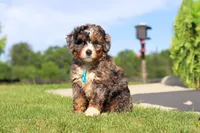 Nacho, a male Miniature Bernedoodle for sale in Apple Creek, OH – 4 of 5