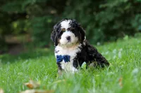 Graham, a male Miniature Bernedoodle for sale in Apple Creek, OH – 4 of 8
