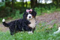 Reese, a female Miniature Bernedoodle for sale in Apple Creek, OH – 2 of 6