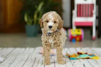 Drake, a male Miniature Goldendoodle for sale in Apple Creek, OH – Photo 2 of 6