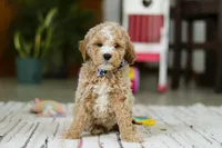 Drake, a male Miniature Goldendoodle for sale in Apple Creek, OH – Photo 3 of 6