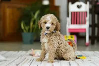 Drake, a male Miniature Goldendoodle for sale in Apple Creek, OH – Photo 6 of 6