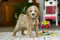 Drake, a male Miniature Goldendoodle for sale in Apple Creek, OH – Photo 5 of 6