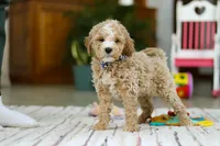 Drake, a male Miniature Goldendoodle for sale in Apple Creek, OH – Photo 1 of 6