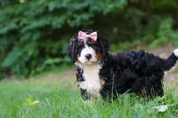 Reese, a female Miniature Bernedoodle for sale in Apple Creek, OH – 3 of 6