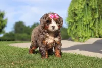 Popcorn, a female Miniature Bernedoodle for sale in Apple Creek, OH – 2 of 4