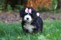 Hershey, a female Miniature Bernedoodle for sale in Apple Creek, OH – 1 of 8