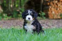 Hershey, a female Miniature Bernedoodle for sale in Apple Creek, OH – 4 of 8