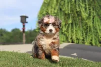 Butter, a female Miniature Bernedoodle for sale in Apple Creek, OH – 4 of 5