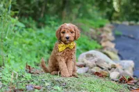Rocky, a male Miniature Goldendoodle for sale in Apple Creek, OH – 3 of 3