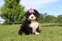 Mint, a female Miniature Bernedoodle for sale in Apple Creek, OH – 2 of 5