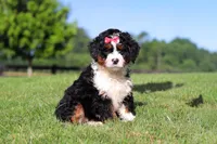 Pistachio, a female Miniature Bernedoodle for sale in Apple Creek, OH – 1 of 6