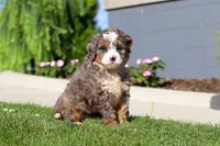 Milk Dud, a female Miniature Bernedoodle for sale in Apple Creek, OH – 2 of 4