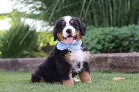 George, a male Bernese Mountain Dog for sale in Apple Creek, OH – 6 of 8