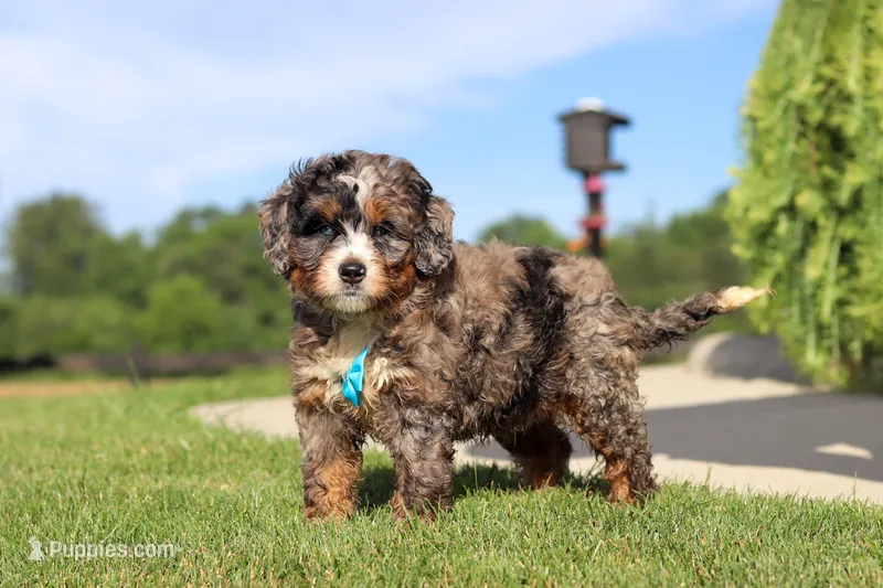 Nacho – Miniature Bernedoodle puppy for sale in Apple Creek, OH