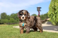 Nacho, a male Miniature Bernedoodle for sale in Apple Creek, OH – 1 of 5