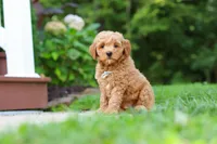 Jasper, a male Miniature Goldendoodle for sale in Apple Creek, OH – 3 of 3