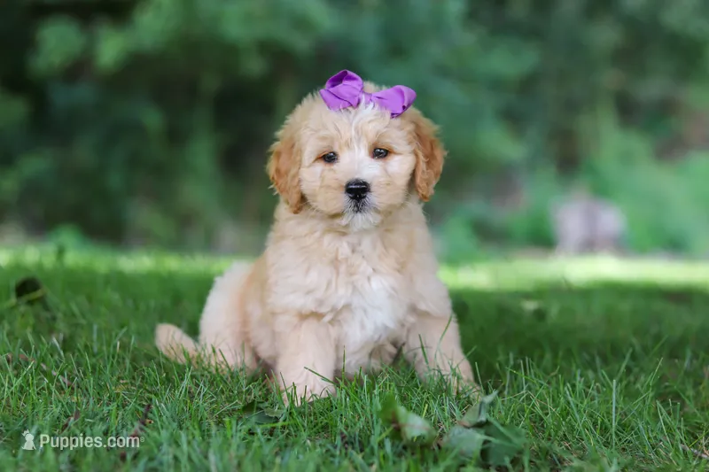 Sequoia – Miniature Goldendoodle puppy for sale in Apple Creek, OH