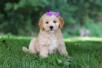 Sequoia, a female Miniature Goldendoodle for sale in Apple Creek, OH – 1 of 3