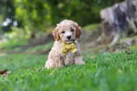 Denali, a male Miniature Goldendoodle for sale in Apple Creek, OH – 3 of 3