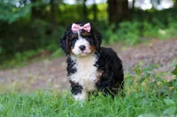 Reese, a female Miniature Bernedoodle for sale in Apple Creek, OH – 5 of 6