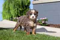 Milk Dud, a female Miniature Bernedoodle for sale in Apple Creek, OH – 1 of 4