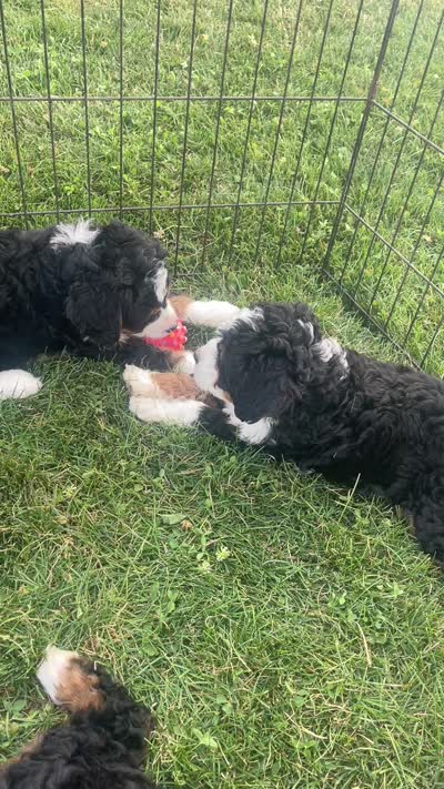 Mint, a female Miniature Bernedoodle for sale in Apple Creek, OH – 5 of 5