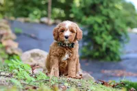 Everly, a male Miniature Goldendoodle for sale in Apple Creek, OH – 3 of 4