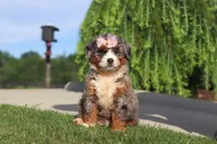 Butter, a female Miniature Bernedoodle for sale in Apple Creek, OH – 3 of 5