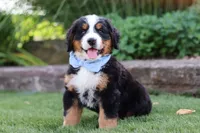 George, a male Bernese Mountain Dog for sale in Apple Creek, OH – 7 of 8