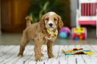 Ricky, a male Miniature Goldendoodle for sale in Apple Creek, OH – Photo 5 of 5