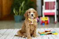 Ricky, a male Miniature Goldendoodle for sale in Apple Creek, OH – Photo 4 of 5