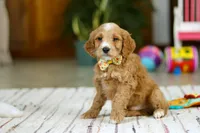 Ricky, a male Miniature Goldendoodle for sale in Apple Creek, OH – Photo 2 of 5