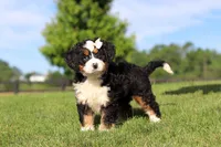 Waffle, a female Miniature Bernedoodle for sale in Apple Creek, OH – 4 of 6