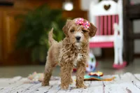 Janice, a female Miniature Goldendoodle for sale in Apple Creek, OH – Photo 1 of 4
