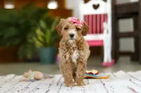 Janice, a female Miniature Goldendoodle for sale in Apple Creek, OH – Photo 3 of 4
