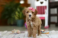 Janice, a female Miniature Goldendoodle for sale in Apple Creek, OH – Photo 2 of 4