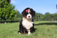 Pistachio, a female Miniature Bernedoodle for sale in Apple Creek, OH – 4 of 6