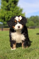 Waffle, a female Miniature Bernedoodle for sale in Apple Creek, OH – 2 of 6