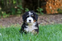 Hershey, a female Miniature Bernedoodle for sale in Apple Creek, OH – 2 of 8