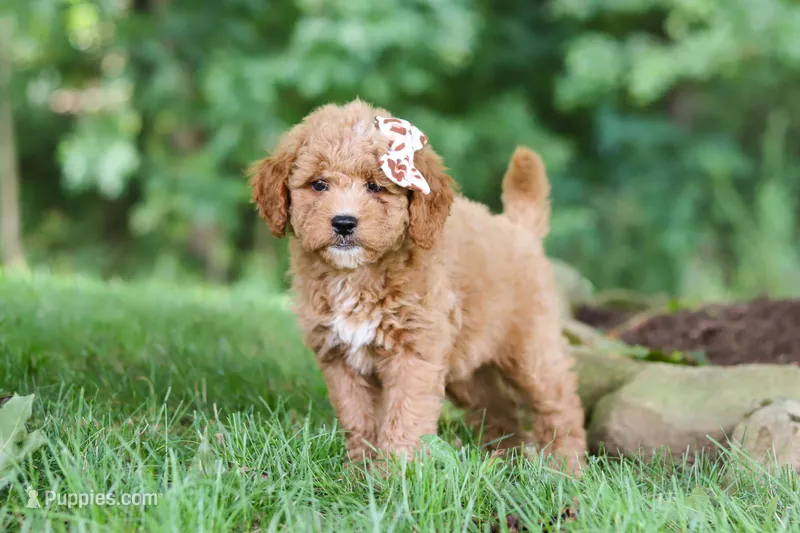 Acadia – Miniature Goldendoodle puppy for sale in Apple Creek, OH