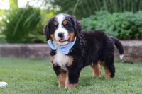 George, a male Bernese Mountain Dog for sale in Apple Creek, OH – 4 of 8